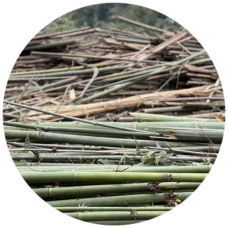 Circular photo showing harvested bamboo stalks piled in a field, with fresh green bamboo in the foreground and drying, cut bamboo stacked in the background.