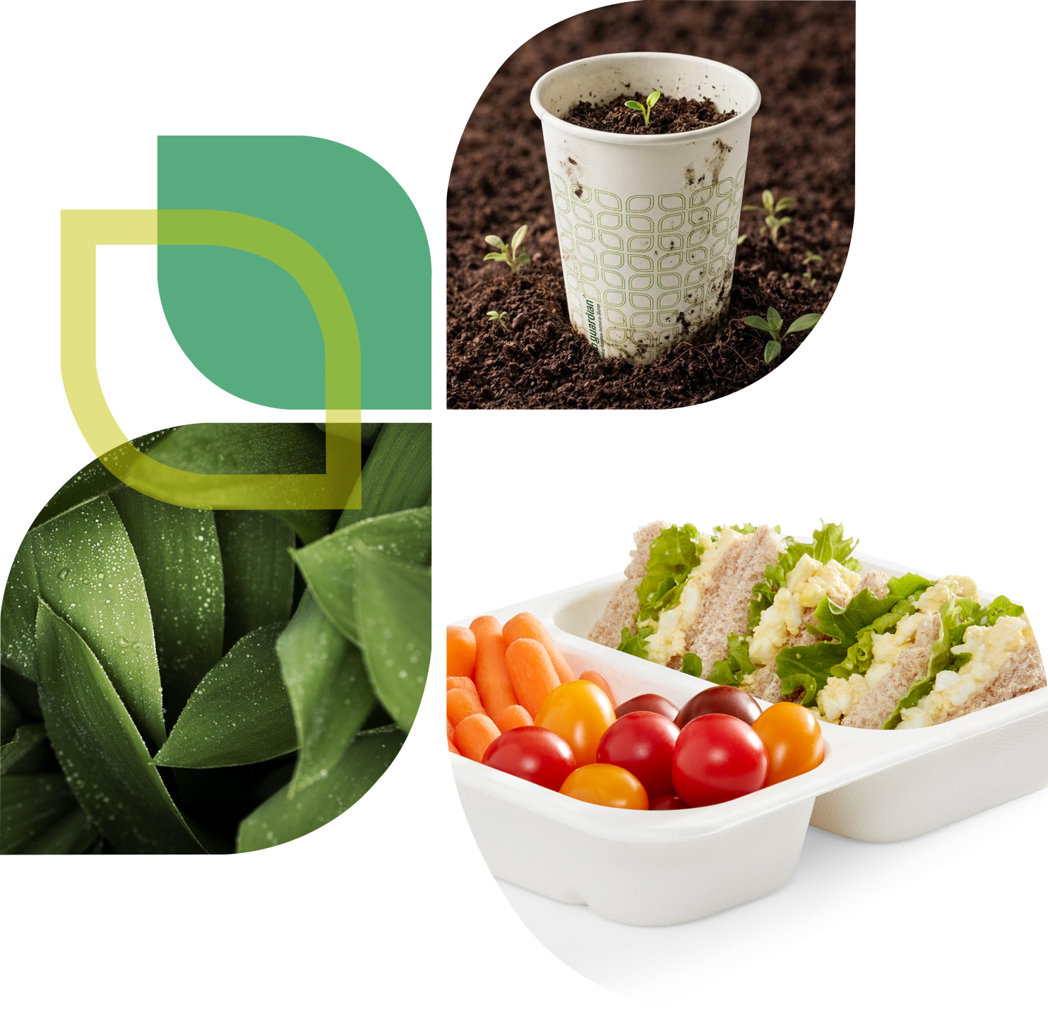 Collage showing the EcoGuardian leaf logo, dew-covered green leaves, a compostable paper cup with a seedling sprouting from soil, and a compostable divided tray holding sandwiches, cherry tomatoes, and carrots.