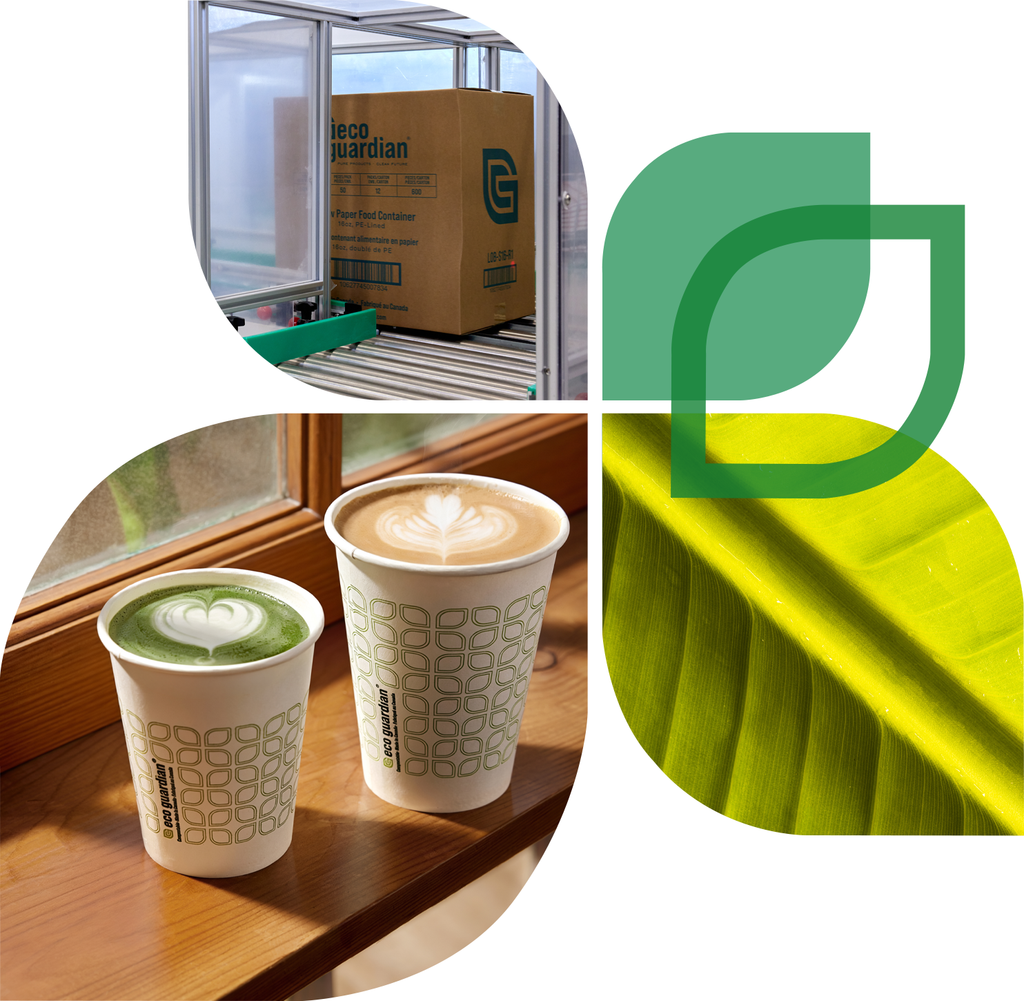 Collage showing a box of EcoGuardian paper food containers on a production conveyor, the EcoGuardian leaf logo, a backlit leaf close-up, and two EcoGuardian paper cups with latte art sitting on a wooden windowsill.