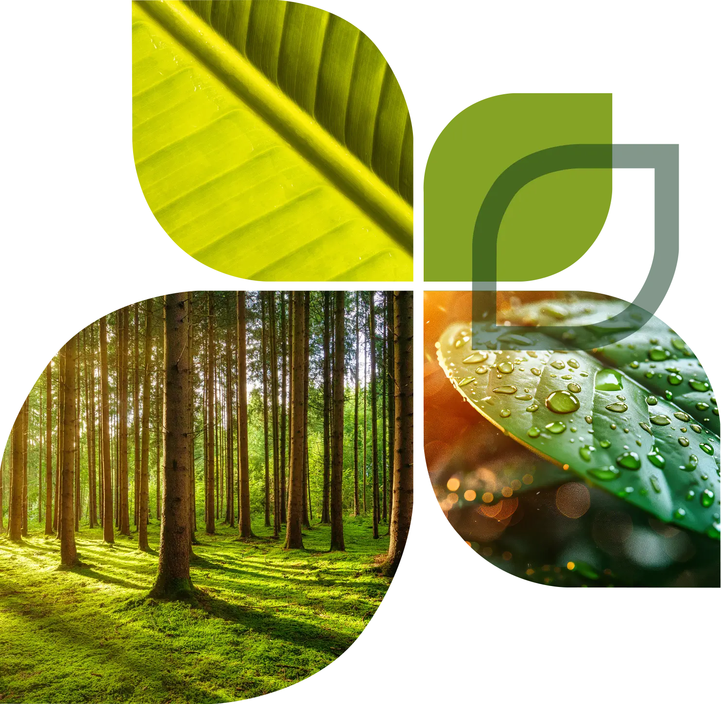 Collage showing the EcoGuardian leaf logo, a backlit leaf vein macro shot, sunlight streaming through a green forest, and water droplets on a leaf.