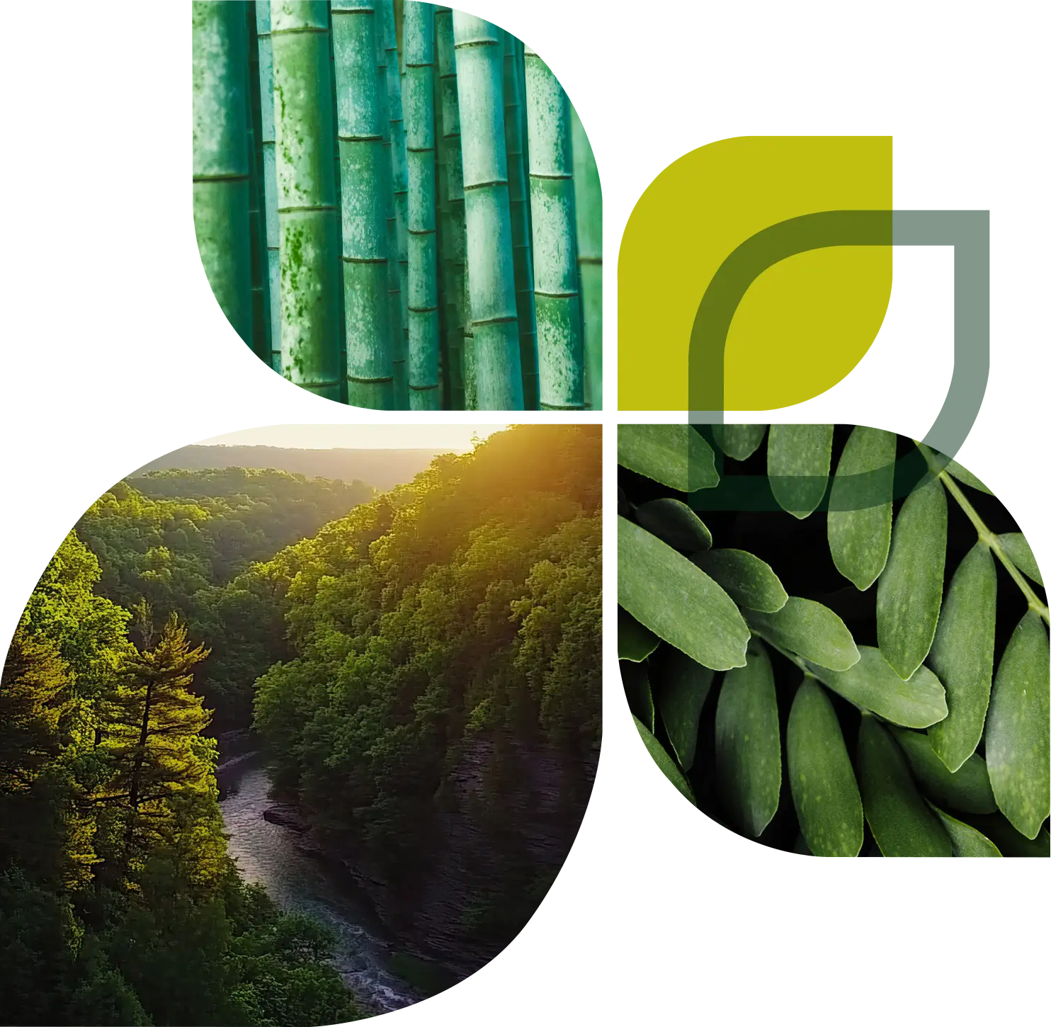 Collage showing the EcoGuardian leaf logo, a grove of bamboo stalks, an aerial view of a sunlit forest and river, and a close-up of green leaves.