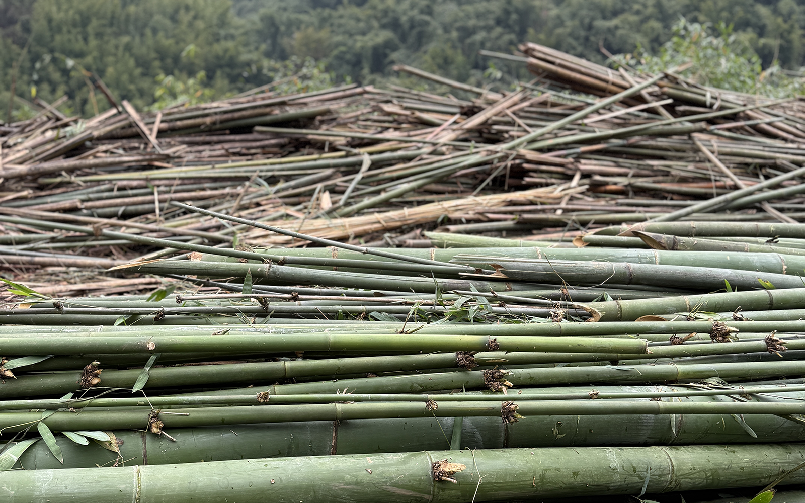 <span class="title-tag">Raw Materials</span>Made from what grows back